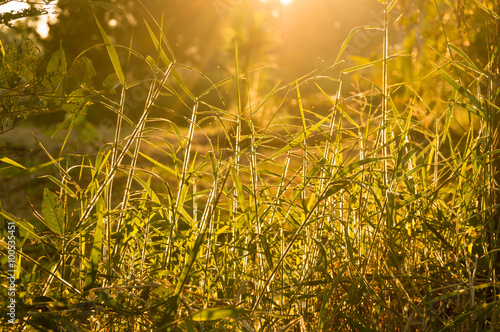 backlit grass in the sunset photo