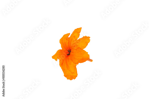 cordia sebestena flowers Isolate on white background. photo