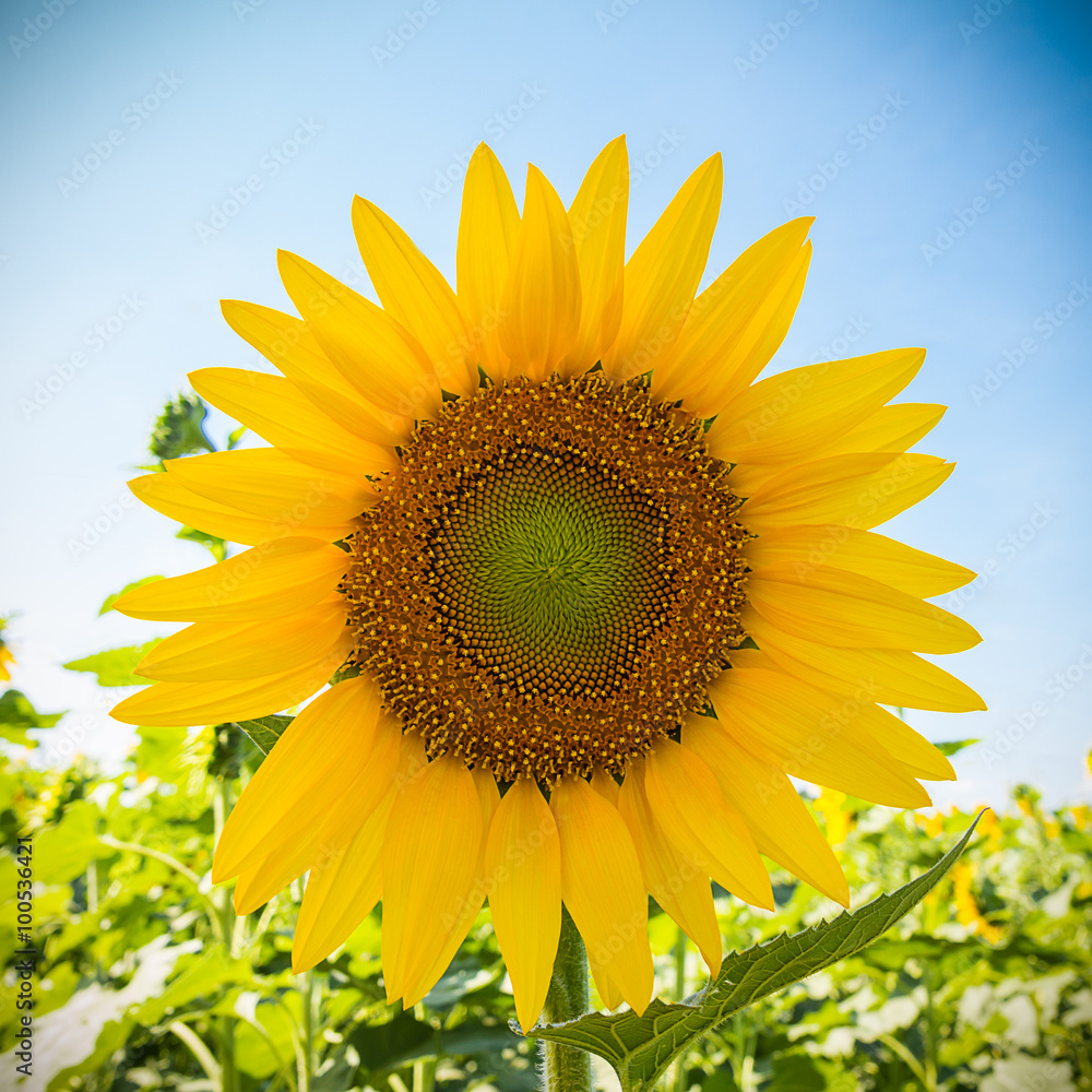 Obraz premium sunflower on blue sky background