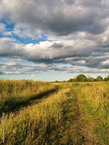 Path through the yellow field