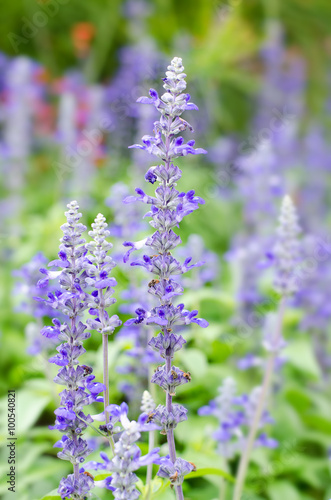 Blue salvia flower in the garden