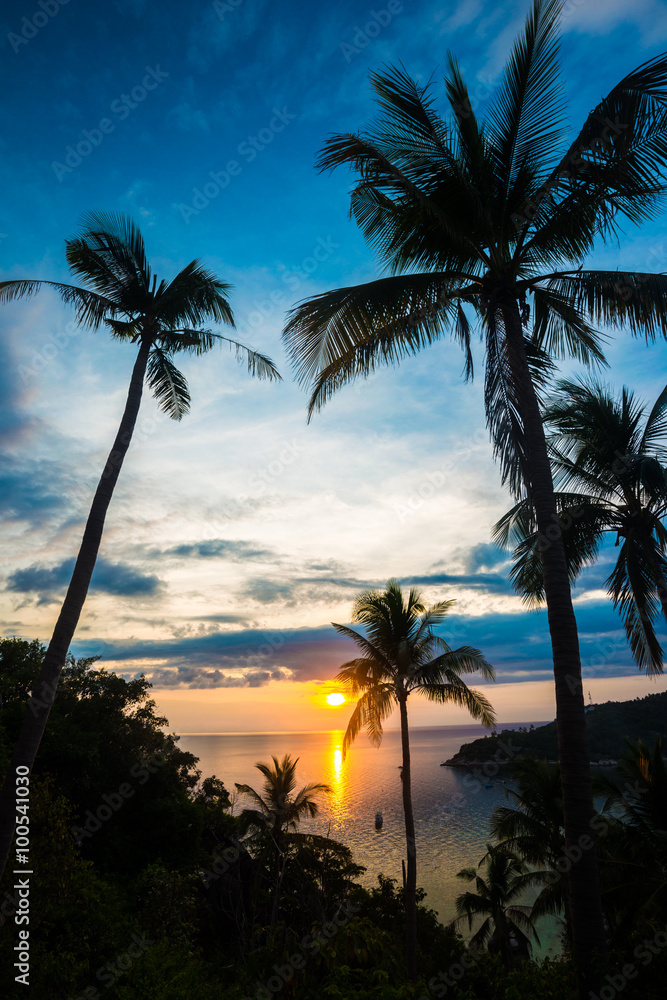 Coconut field at sea sunset