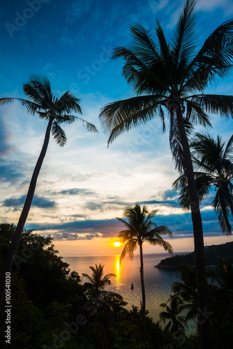 Coconut field at sea sunset