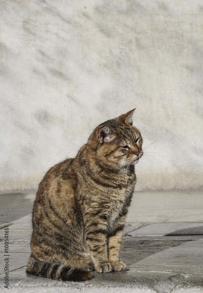 Naklejka premium cat