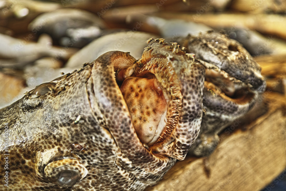 Fototapeta premium Fisch