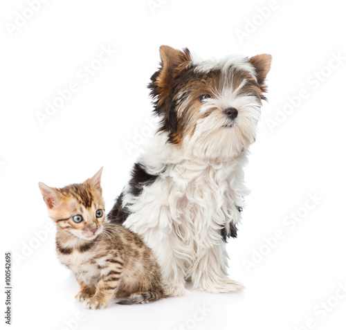 Bengal kitten and Biewer-Yorkshire terrier puppy sitting togethe