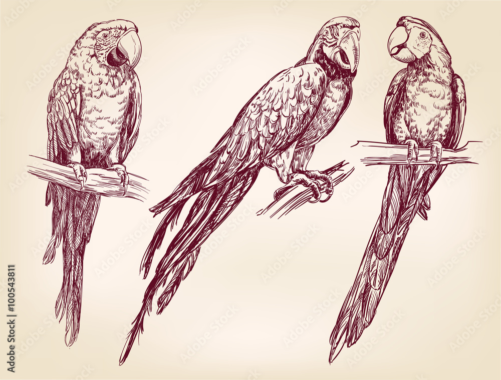 Fototapeta premium Parrot set isolated hand drawn vector llustration realistic sketch