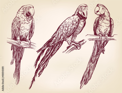 Parrot set isolated hand drawn vector llustration  realistic  sketch