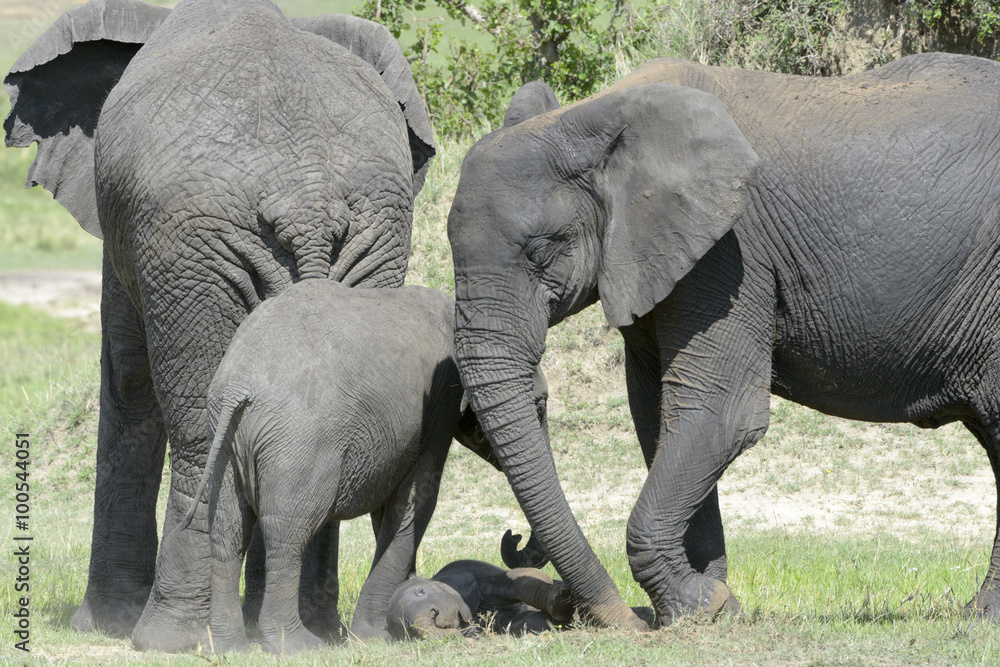 Obraz premium African Elephant (Loxodonta africana) family standing together with a small baby lying in between at a waterhole, Serengeti national park, Tanzania.