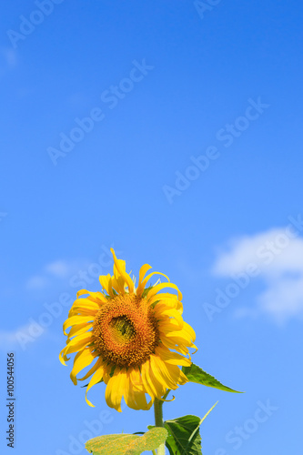 Blooming of sunflower field