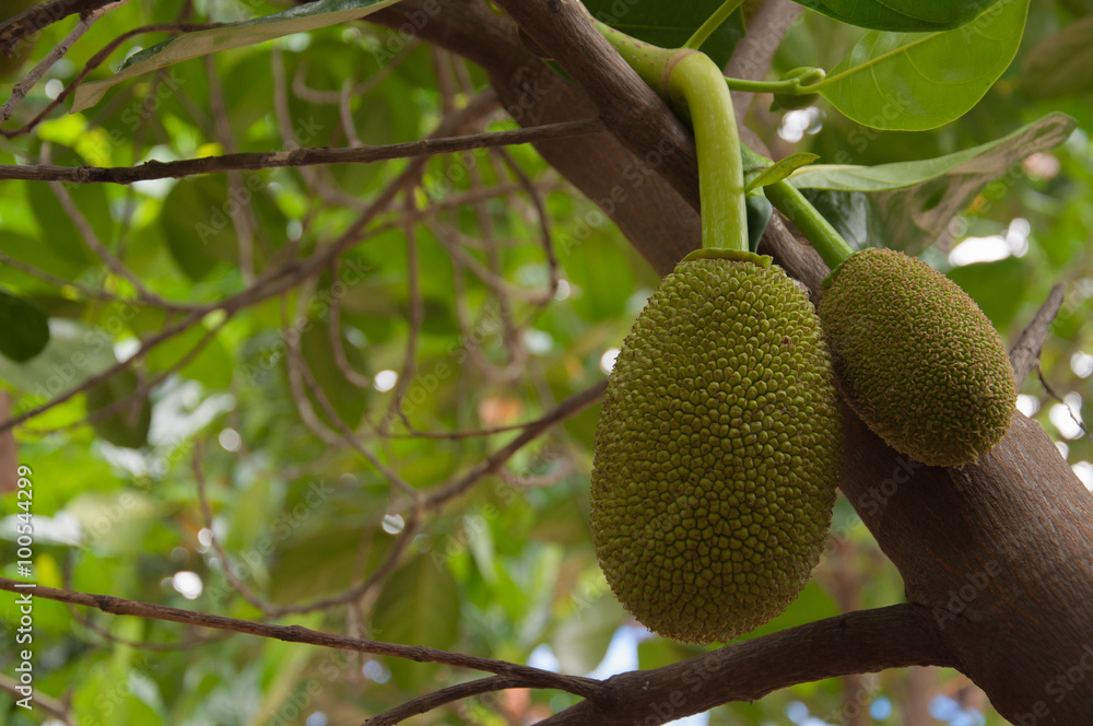 Jackfruit Jackfruit