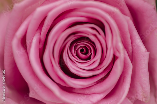 rosebud