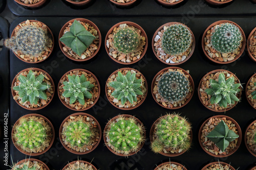 Variety of small beautiful cactus in the pot  seen from top.