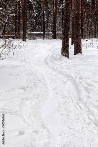 Winter path in the woods © aurora31