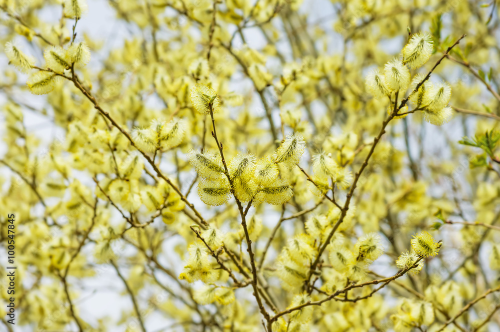 Spring background with bright blooming willow branch