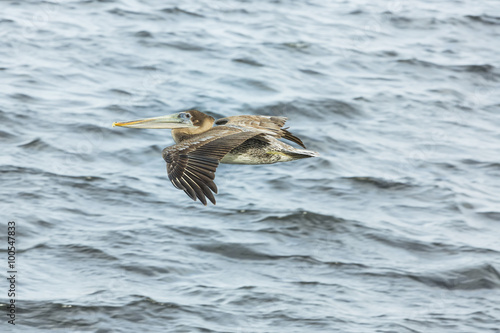 A brown pelican in flight at see in Cape Coral.