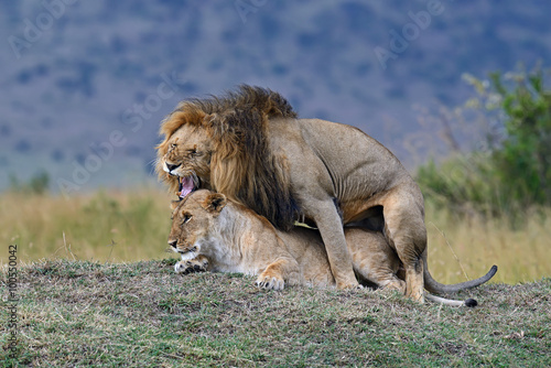 Fototapeta Naklejka Na Ścianę i Meble -  Portrait of African lion