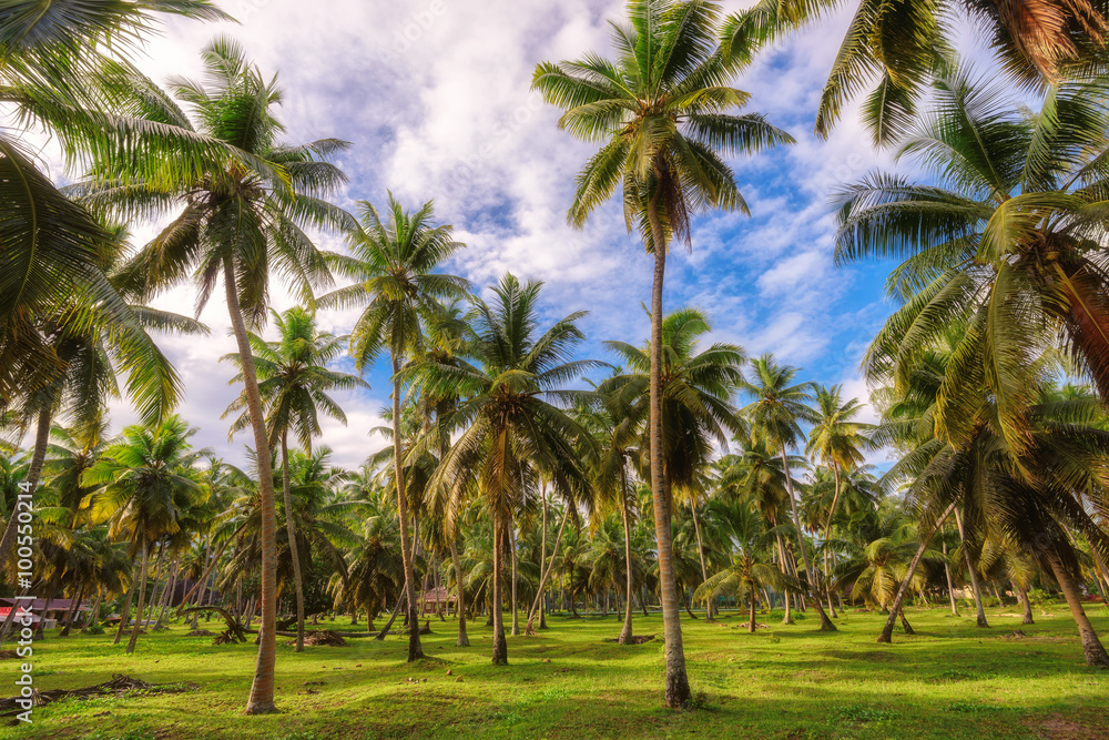 Palm trees forest at Seychelles jungle, La Digue island