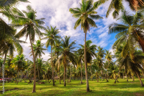 Palm trees forest at Seychelles jungle, La Digue island © lucky-photo