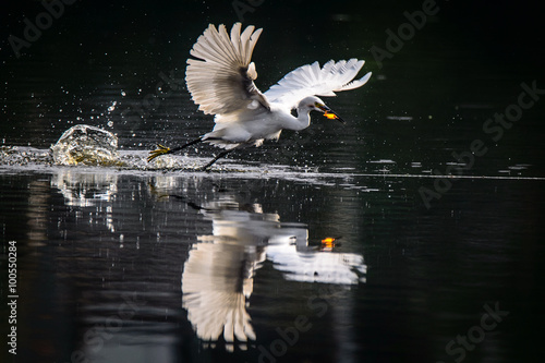 White heron eating koi fish while flying