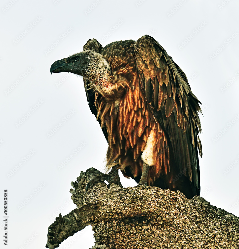Grief with carrion