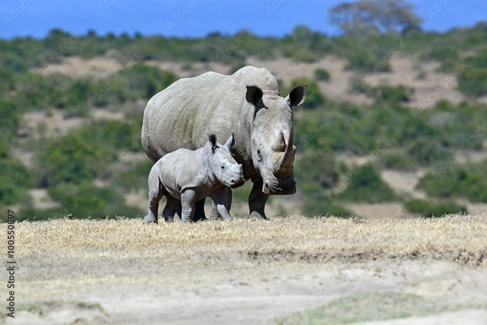Naklejka premium White rhino in the park Solio in Kenya.