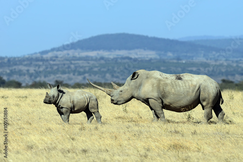 Obraz na płótnie White Rhino in Kenya w salonie