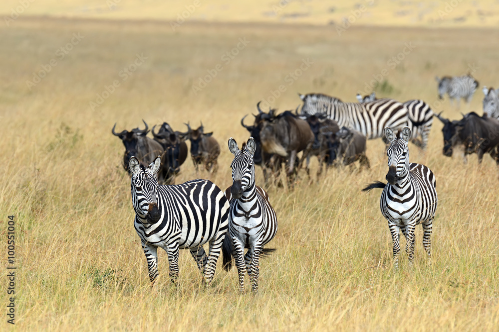 Zebra in the Masai Mara