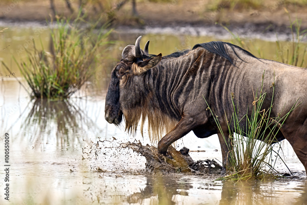 Fototapeta premium Wildebeest in the savannah