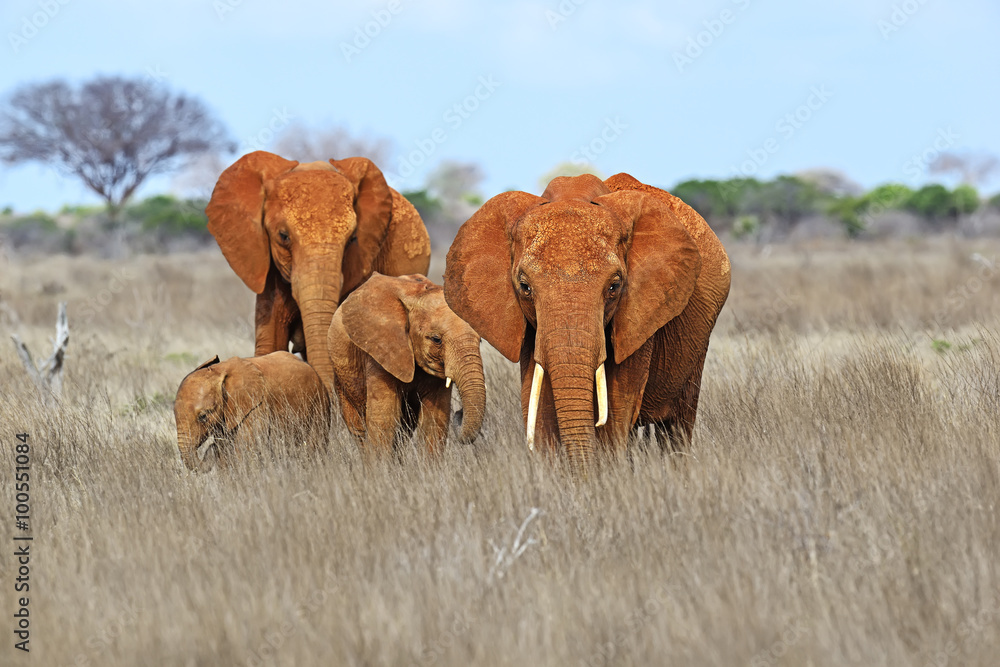 Fototapeta premium African elephants in the savannah