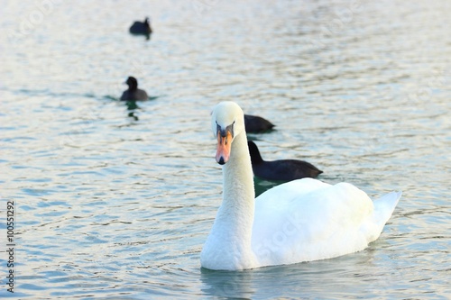Swan and coots on the lake photo