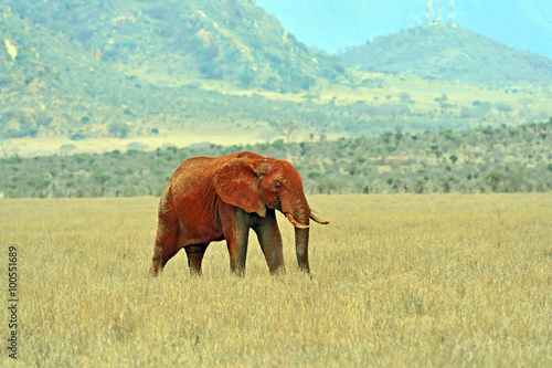 African elephants in the savannah