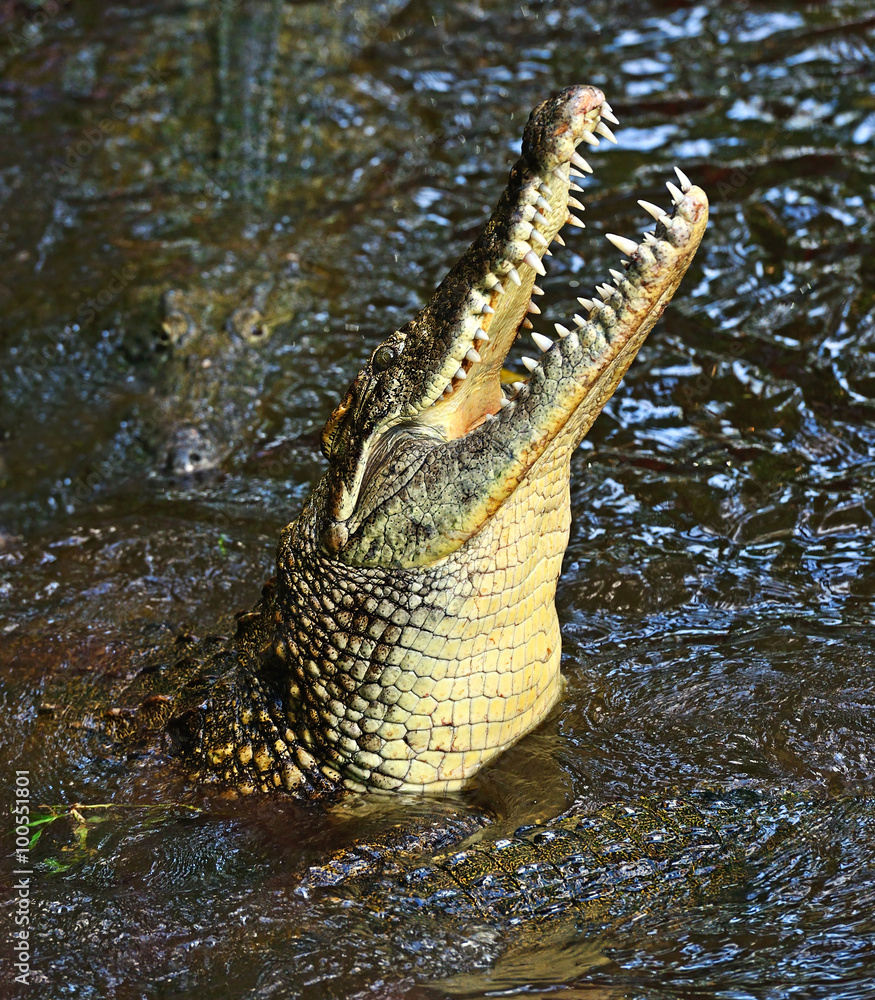 Crocodiles Masai Mara