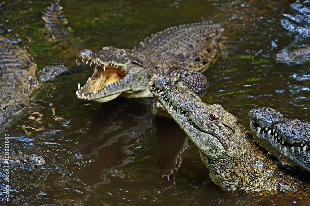 Obraz premium Crocodiles Masai Mara