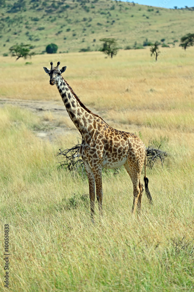 Obraz premium Giraffe in the African savannah