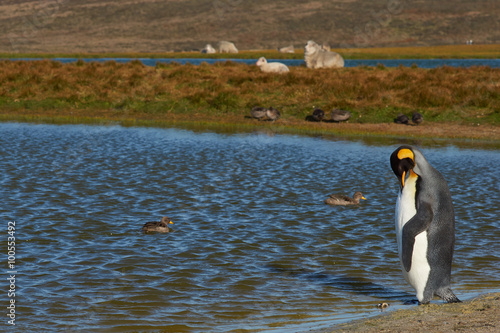 King Penguins  Aptenodytes patagonicus  standing by a pond on a sheep farm at Volunteer Point in the Falkland Islands. 