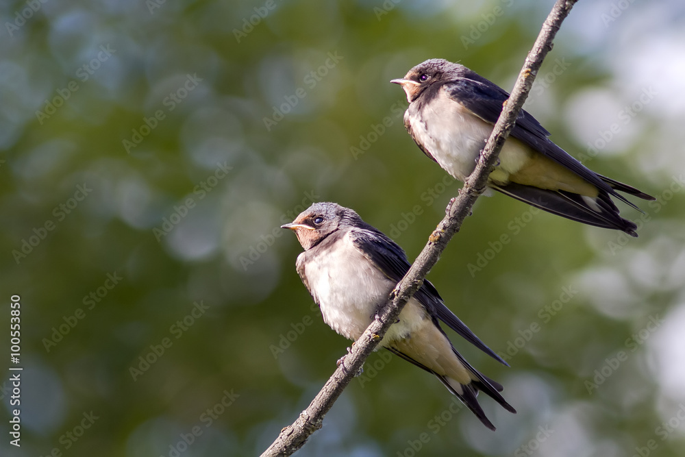 two young swallows sitting on a branch two young swallows sitting on a branch