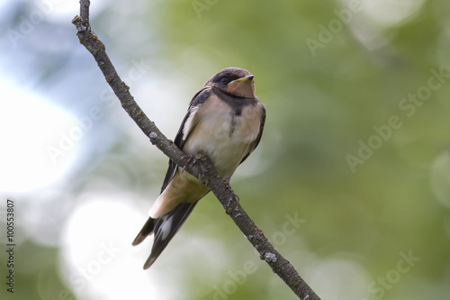 young swallow sitting on a branch