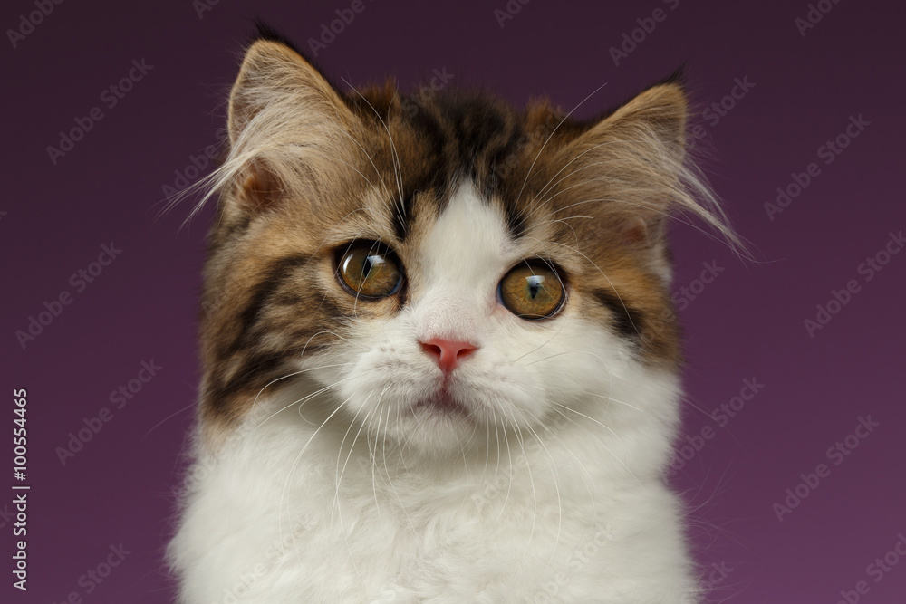 Closeup Portrait of Tabby Scottish straight Kitten on Purple