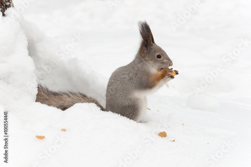 Little gray squirrel eating nuts on the snow © johnrex