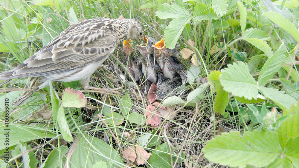 Fototapeta premium Skylark (Alauda arvensis)