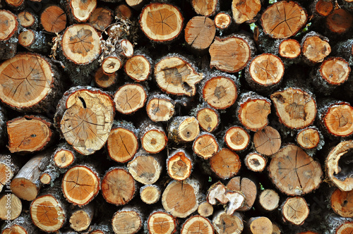 Texture of the felled logs. Many round slices of trees.