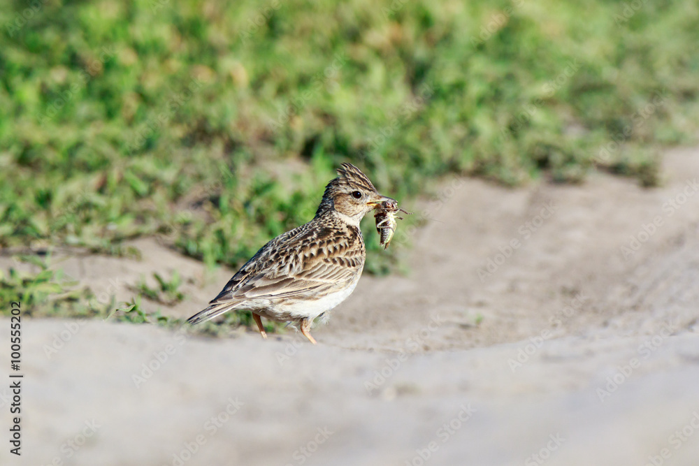 Fototapeta premium Skylark (Alauda arvensis)