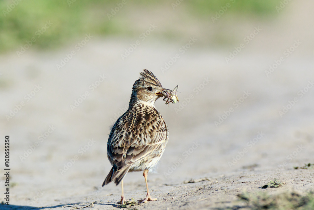 Skylark (Alauda arvensis) Skylark (Alauda arvensis)