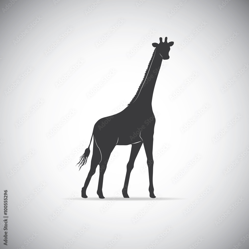 Fototapeta premium Silhouette of a giraffe