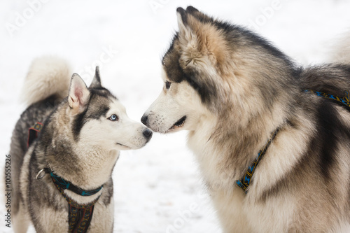 Two husky dogs