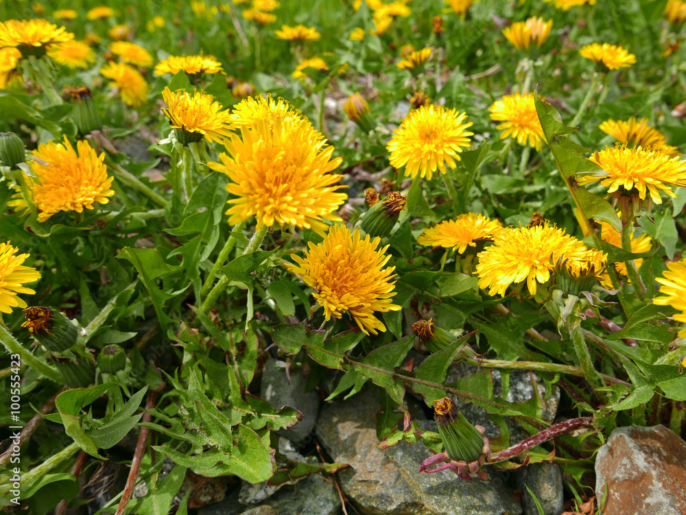 Obraz premium Dandelion weeds in full bloom