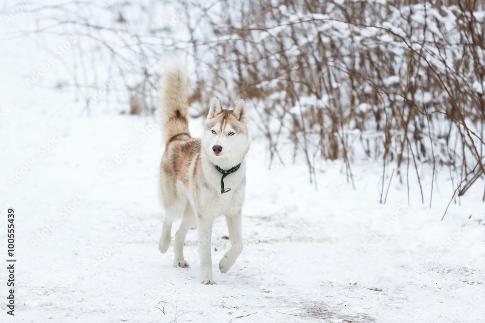Naklejka premium Red husky in winter