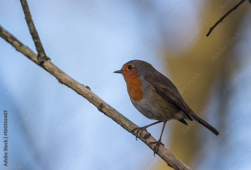 Obraz premium robin bird on a cold winter morning