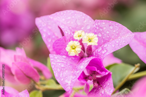 Purple bougainvillea flowers